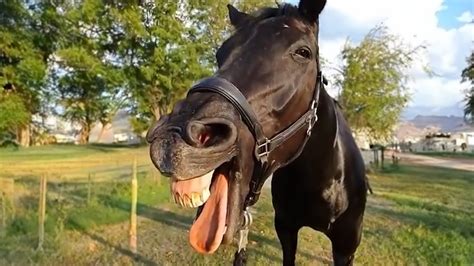 funny horse pics|20,000+ Free Funny Horses & Horse Photos